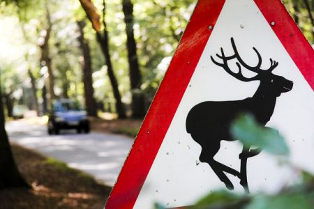   Jesienny odstrzał dzików. Poznaj konsekwencje podatkowe i księgowe dla kół łowieckich